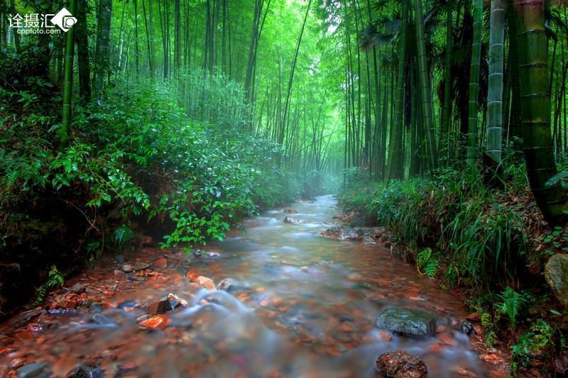 大雨林逃生